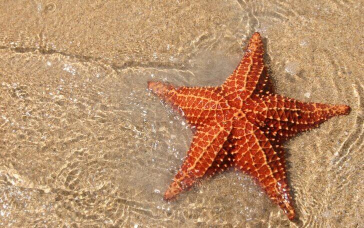 2. Sea Star | Animals that Dont Need a Brain to Survive