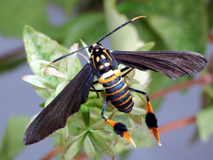 2. Texas Wasp Moth | Most Beautiful Moths in The World