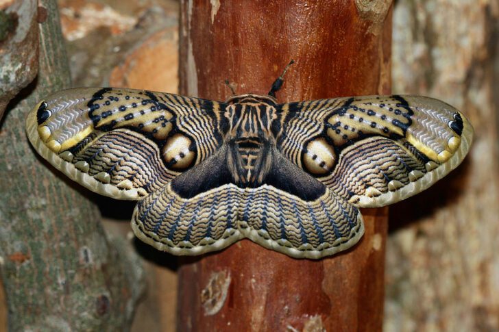 4. Brahmin Moth