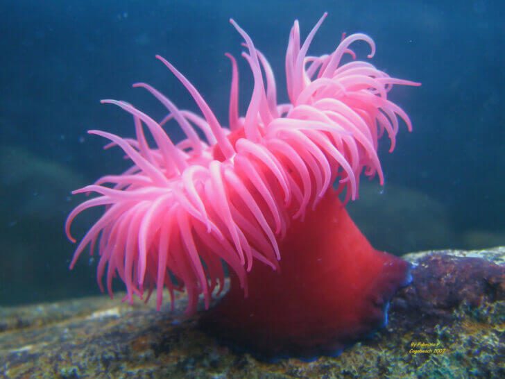 4. Sea Anemone