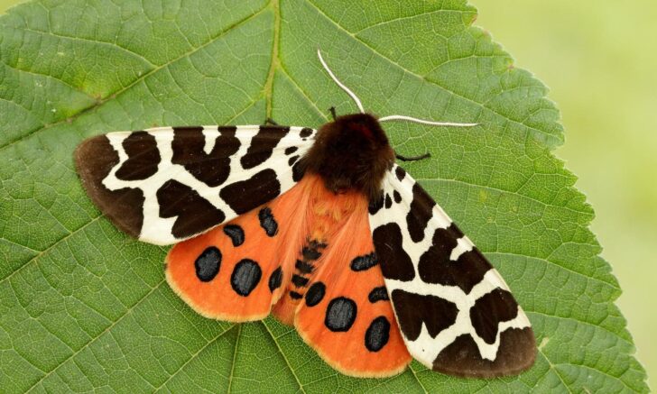 5. Garden Tiger Moth