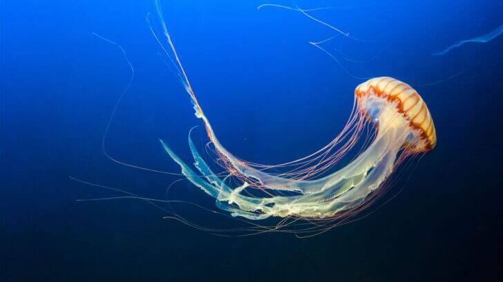 8. Jellyfish | Animals that Dont Need a Brain to Survive