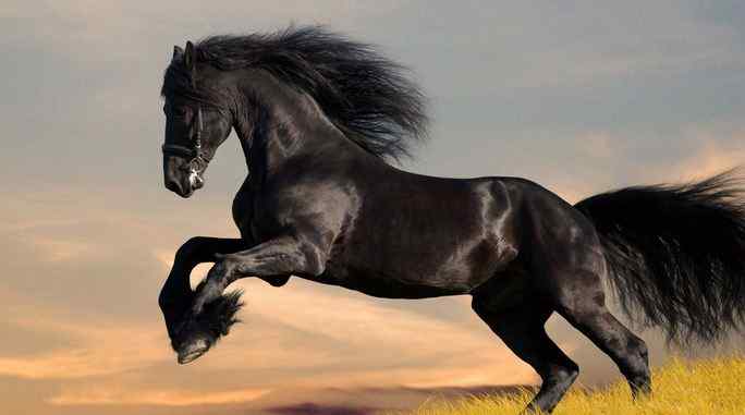 Top 10 Most Expensive Horse Breeds