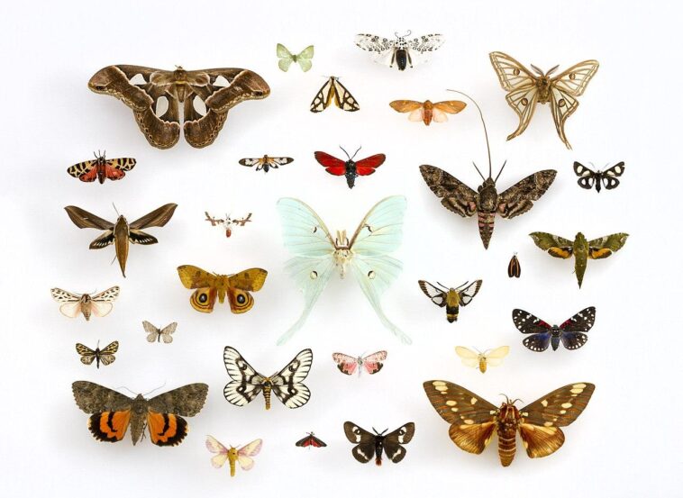 Most Beautiful Moths in The World
