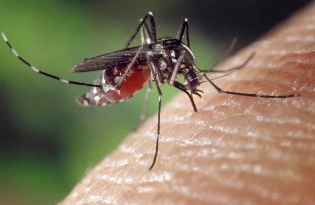 5 most effective natural remedies to prevent mosquito bites