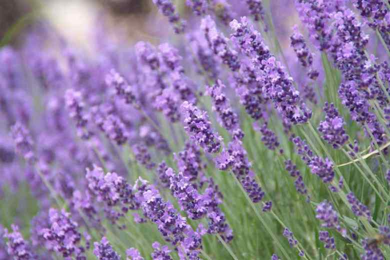 Best Lavender Women Perfumes