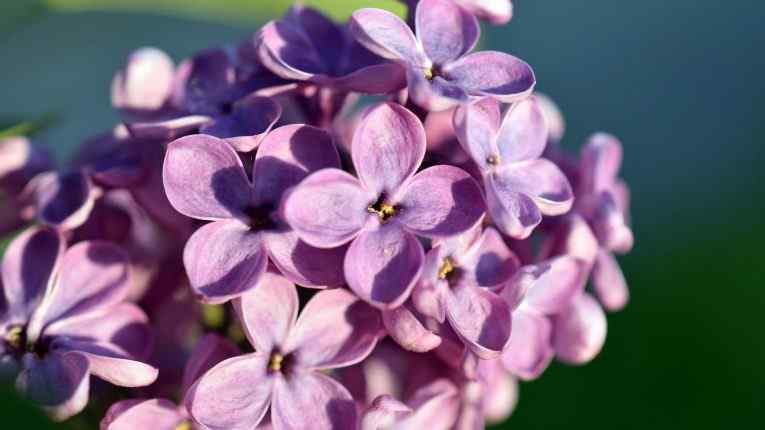 Best Perfumes For Women with Lilac Scent