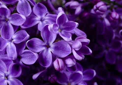Best Violet Perfumes For Women