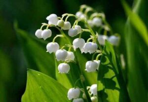 Lily of the Valley Perfumes For Women