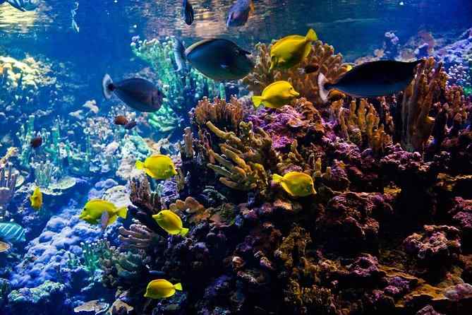 10 Most Beautiful Coral Reefs Around the World