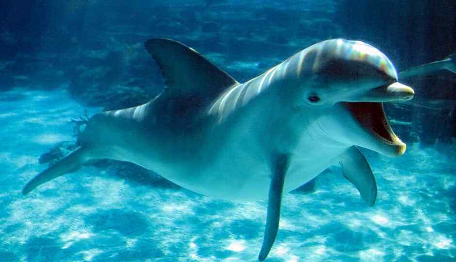 Interesting Facts about Dolphins