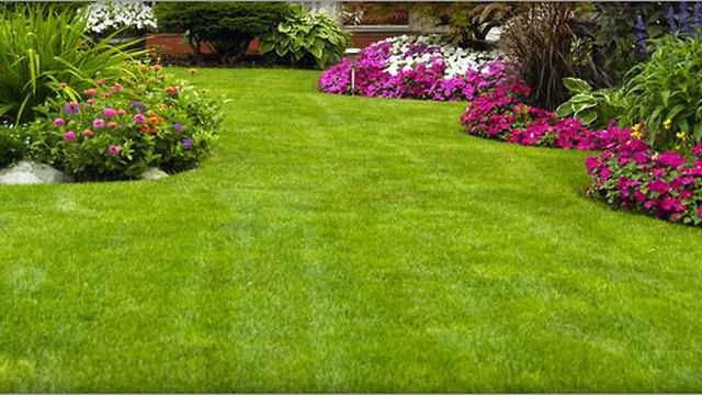 Simple Steps to Maintain a Perfect Lush Lawn