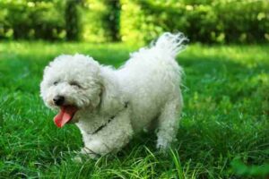 Natural Ways To Address Allergies In Dogs Instead Of Apoquel