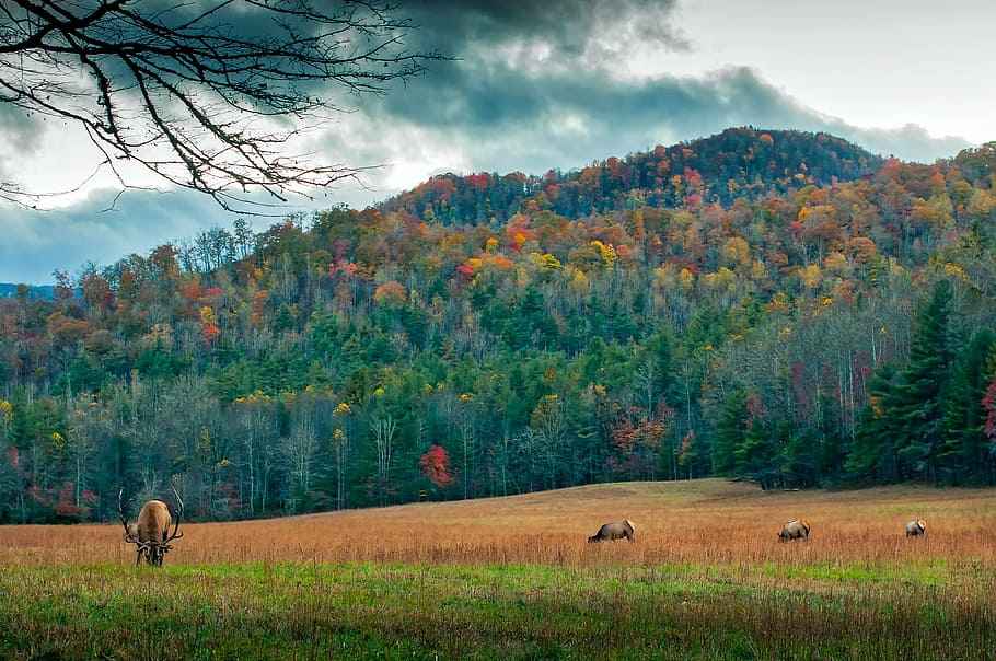 Saluda North Carolina - Natural Beauty at Its Best