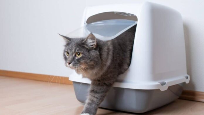When To Change Cat Litter Box